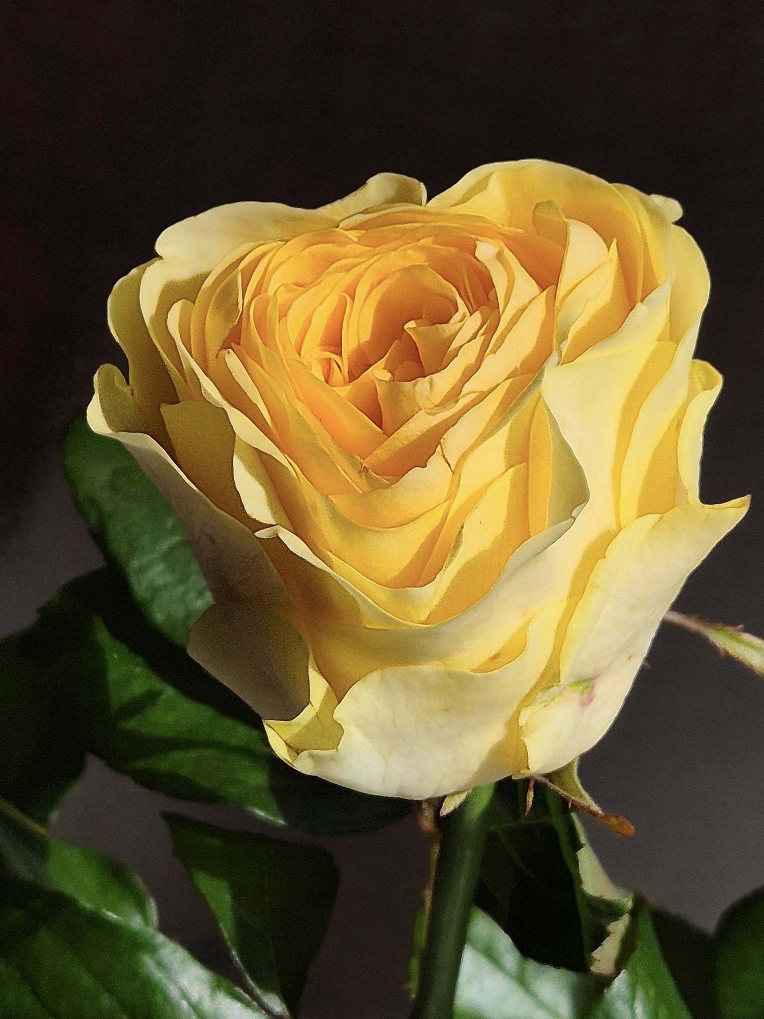 Yellow Rose